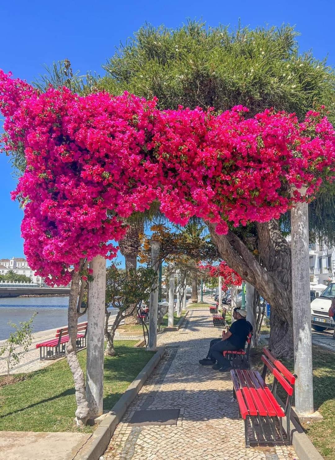 Апартаменти Tavira Garden Oasis Екстер'єр фото